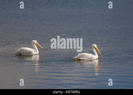 Une paire de pélicans blancs d'Pelecannus erythrorhynchos dans Golfe du Mexique en Floride Placida Banque D'Images