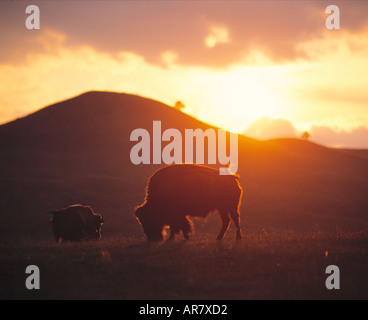 USA SOUTH DAKOTA BLACK HILLS BISON CUSTER STATE PARK Banque D'Images