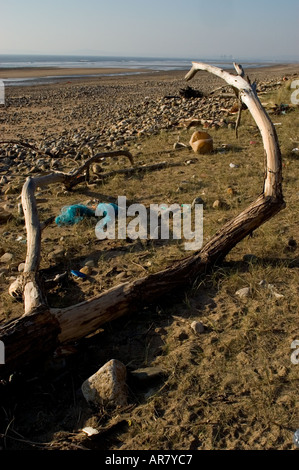 Driftwood on a Beach Banque D'Images