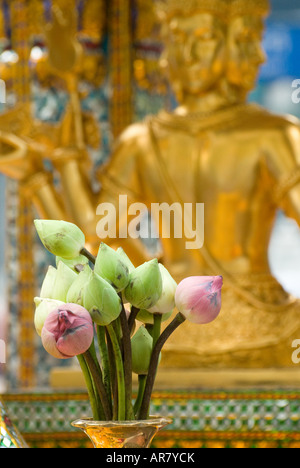 Les fleurs de lotus offerts au sanctuaire d'Erawan Bangkok Thaïlande un brahmane de culte qui a eu lieu à beaucoup de respect par les Thaïlandais Banque D'Images