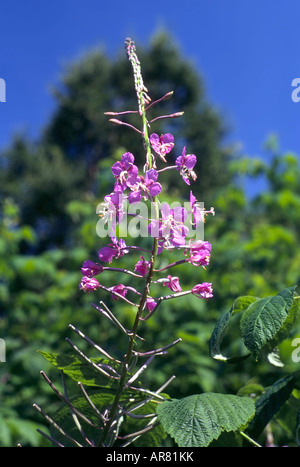 La salicaire Lythrum salicaria en fleur Banque D'Images