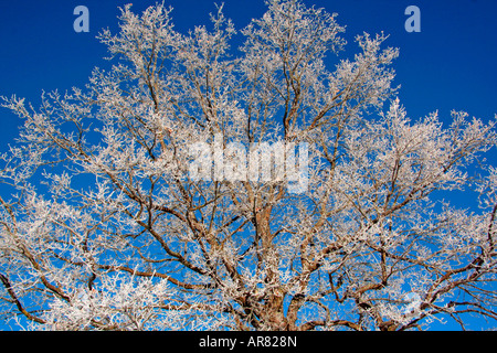 Grand arbre couvert de gel contre le ciel bleu Bavaria Allemagne Europe Banque D'Images