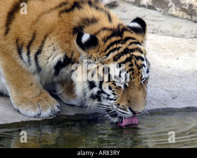 Juvenile Amur Tiger (Panthera tigris altaica) boire d'une piscine Banque D'Images