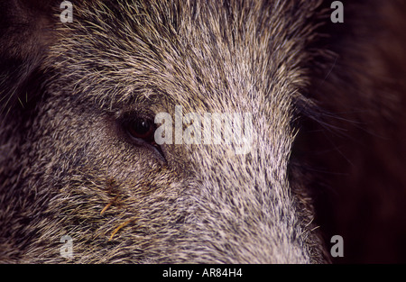 Wildschwein le sanglier Sus scrofa Banque D'Images