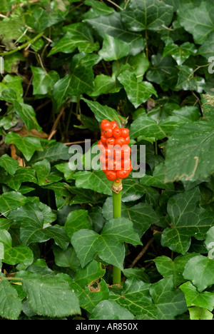 Lords and Ladies ou Cuckoo Pint (Arum maculatum) Petits fruits en automne. Devon, Angleterre Banque D'Images