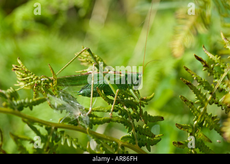 Grand Gren Bush Cricket (Tettigonia viridissima) mâle. Devon, Angleterre Banque D'Images