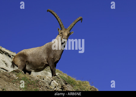 Alpensteinbock Bouquetin des Alpes, Europe, Alpes Banque D'Images