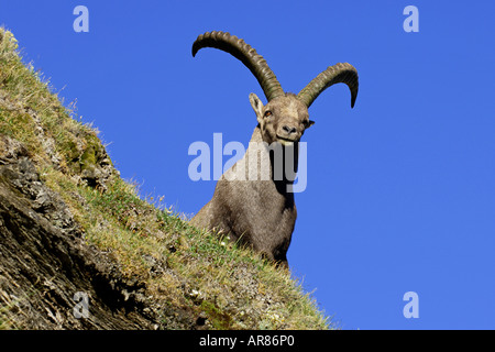 Alpensteinbock Bouquetin des Alpes, Europe, Alpes Banque D'Images