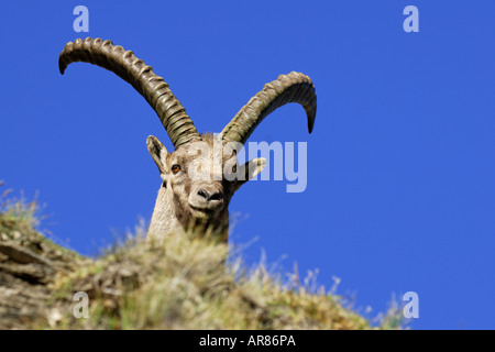 Alpensteinbock Bouquetin des Alpes, Europe, Alpes Banque D'Images