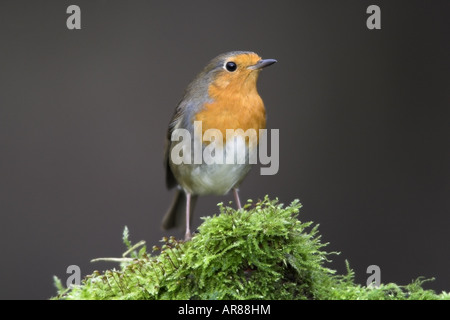 Rougegorge familier Erithacus rubecula aux abords des profils perché sur un journal moussu Banque D'Images