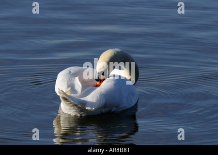 Cygne muet, WWT Welney Norfolk England UK Banque D'Images