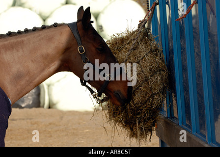 Un cheval de manger un sac de foin sac nez accroché sur le côté d'un cheval fort camion portant un tapis et sellerie Banque D'Images