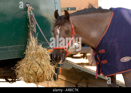 Un cheval de manger un sac de foin sac nez accroché sur le côté d'un cheval fort camion portant un tapis et sellerie Banque D'Images