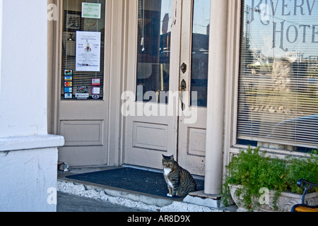 Cat en attente dans l'entrée de l'hôtel Riverview St., New York, USA. Banque D'Images