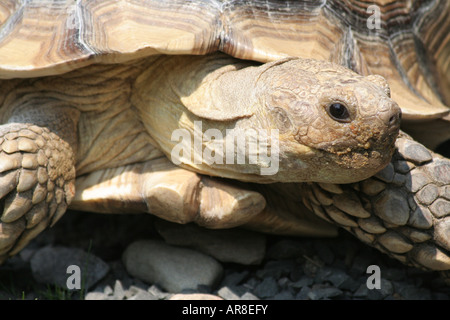 Tortue sillonnée, Geochelone sulcata Banque D'Images