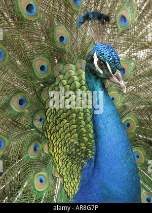 Le paon bleu de l'Inde. Pavo real. Pavo cristatus, paon, pavo Banque D'Images