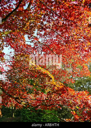 L'automne les feuilles rouges et or à Westonbirt Arboretum Gloucestershire Angleterre UK UE Banque D'Images