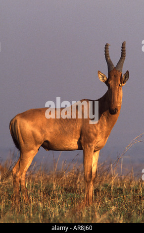 Jackson, bubale Alcelaphus buselaphus jacksoni Banque D'Images