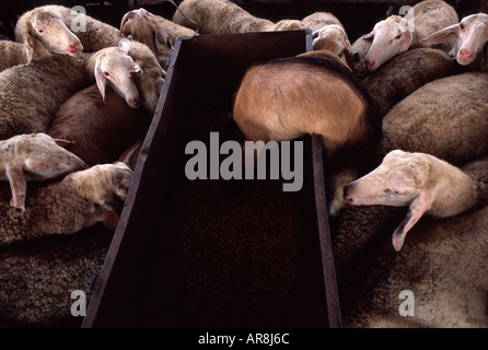 L'alimentation des moutons par un lieu d'alimentation dans un kibboutz en Israël Banque D'Images