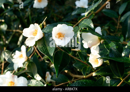 CAMELLIA CORNISH SNOW CUSPIDATA X SALUENSIS AGM Banque D'Images