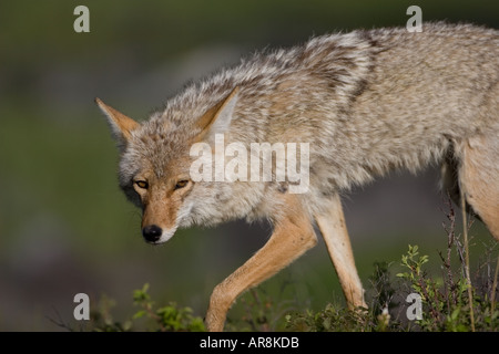 Coyote dans le Parc National de Yellowstone, tourné à l'état sauvage Banque D'Images