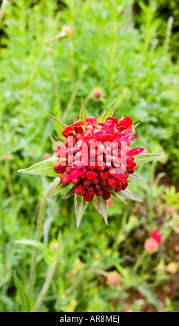 Astrantia, England, UK Banque D'Images