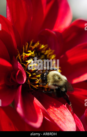 Gerbera daisy avec bourdon Banque D'Images