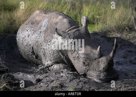 White Rhino en Zambie (photo 2006, rhinocéros tués par des braconniers en 2007) Banque D'Images