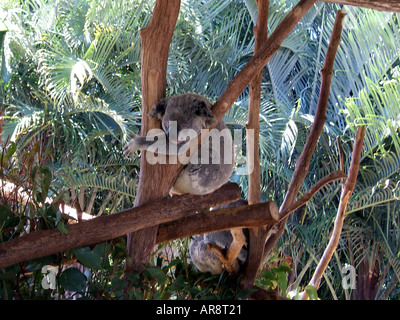Le Koala dans un arbre à gomme Australia Zoo , Queensland, Australie Banque D'Images