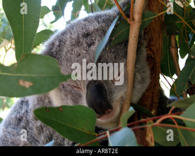 Le Koala endormi dans un arbre à gomme Zoo de l'Australie, Queensland, Australie Banque D'Images
