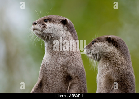 Les loutres Amblonyx court asiatique cinerea Banque D'Images