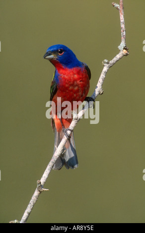 Faire peindre Bunting on twig Banque D'Images