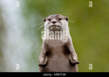 Court-LOUTRE ASIATIQUE GRIFFUS Amblonyx cinerea Banque D'Images