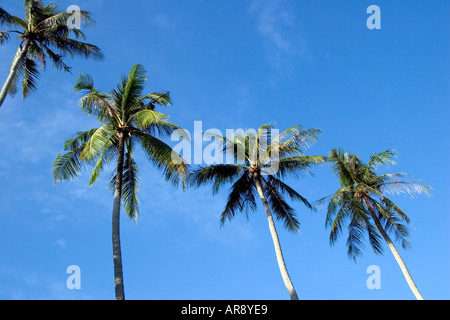 Les cocotiers contre un ciel bleu à Bang Tao Beach, Phuket, Thailand Banque D'Images