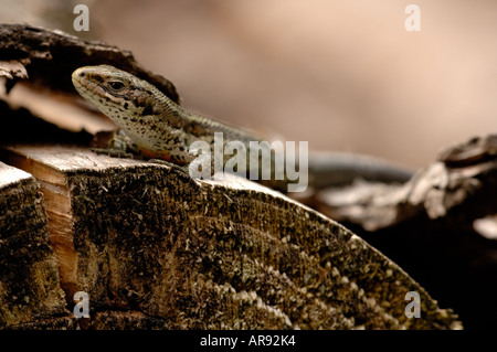 Lizard basking sun en commun Banque D'Images