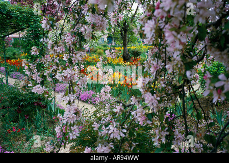 Fleur de cerisier au début de l'été jardin de Giverny Banque D'Images