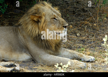 Mâle au repos lion Panthera leo Savuti national park Botswana Banque D'Images