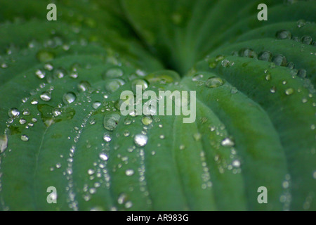 Gros plan des gouttes de pluie sur une feuille et l'eau est lentement la collecte en flaque d'eau dans le bas de cette feuille en forme merveilleusement Banque D'Images