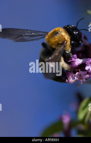 Un bourdon sur Lavande fleurs contre un ciel bleu profond macro close up Banque D'Images