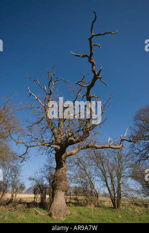 Arbre de chêne en hiver près de la rivière Lea, Harpenden, Hertfordshire, Royaume-Uni Banque D'Images