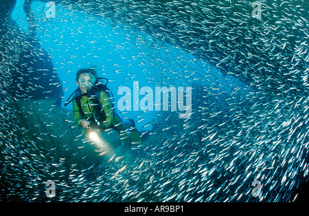 Scuba Diver en épave Patricia Parapriacanthus ransonneti Punta Cana, République dominicaine Mer des Caraïbes Banque D'Images