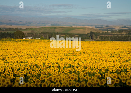 Accueil Tournesols vierges le soleil du matin, Oamaru, Nouvelle-Zélande Banque D'Images