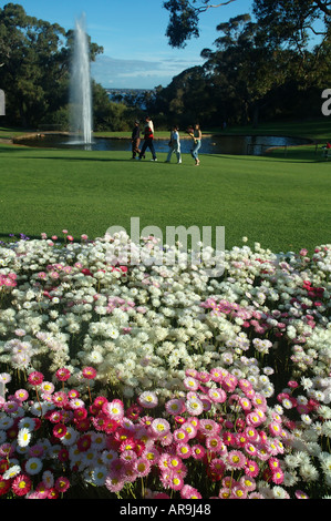 Marguerites fleurs indigènes (papier) et la fontaine à King's Park, Perth, Australie occidentale Banque D'Images