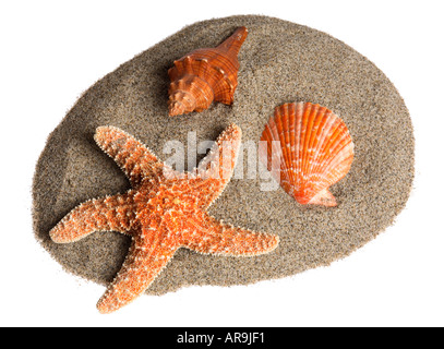 Coquilles de sable & Banque D'Images