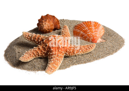 Coquilles de sable & Banque D'Images