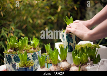 La plantation en pot de noël ampoule jacinthe pour les cadeaux Banque D'Images