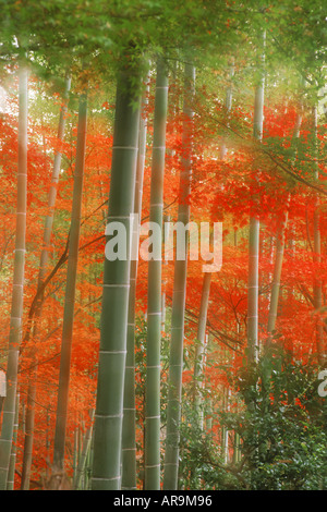 Forêt de bambou peint en couleurs d'automne à Arshiyama Park à Kyoto au Japon Banque D'Images