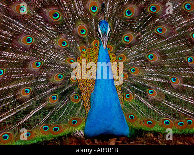 Smd72736 bleu paon danse montrant le cou et ouvrir les plumes colorées Banque D'Images