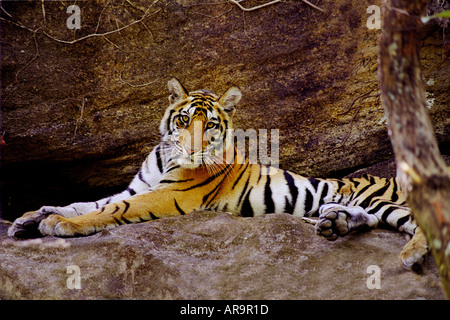 Tiger Cub relaxing under rock à Bandhavgadh Sanctuaire de la vie sauvage le Madhya Pradesh, Inde Banque D'Images