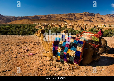 Deux dromadaires en face de la verte vallée de la village berbère Tinerhir près des Gorges de Todra Maroc Banque D'Images